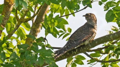 Ein Kuckuck (Cuculus canorus) sitzt zwischen Blättern auf einem Ast in einem Baum. (Foto: Wolfram Steinberg/dpa)