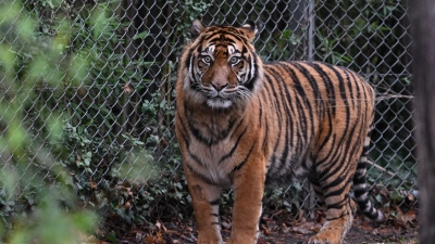 In dem Freizeitpark leben Sumatra-Tiger und Bengalische Tiger. (Symbolbild) (Foto: Arne Dedert/dpa)