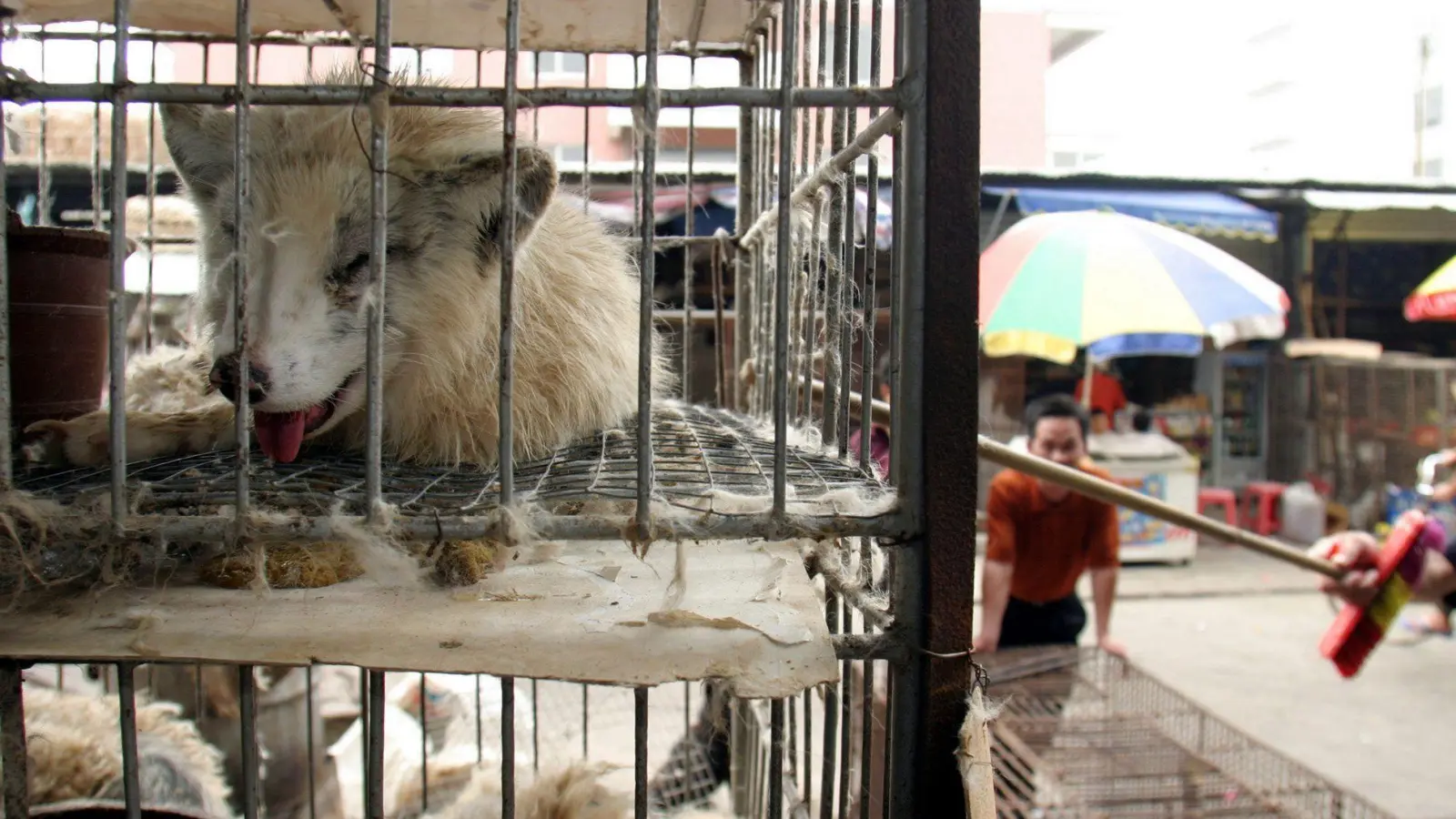 Marderhunde liegen in engen Käfigen auf einem Markt in China. (Archivbild) (Foto: Paul Hilton/epa/dpa)