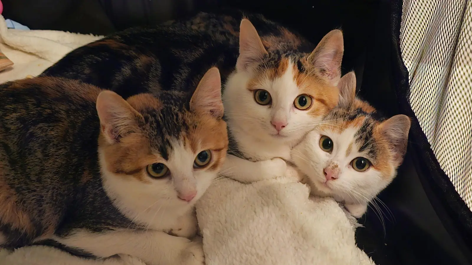 Neuzugang bei einer Pflegestelle: Dieses Trio mit dreifarbigen Jungkatzen soll aktuell vermittelt werden. (Foto: Angelika Beck)