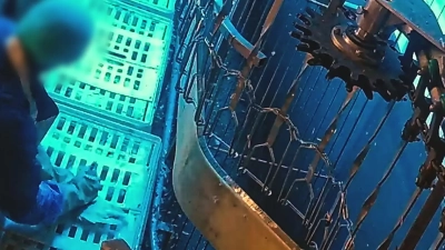 Im Tierschutz-Skandal um einen Schlachthof in Wassertrüdingen sollte ein Gutachten klären, ob auch bauliche Mängel an den Maschinen zu Tierquälereien geführt hatten. (Archivbild: Aninova)