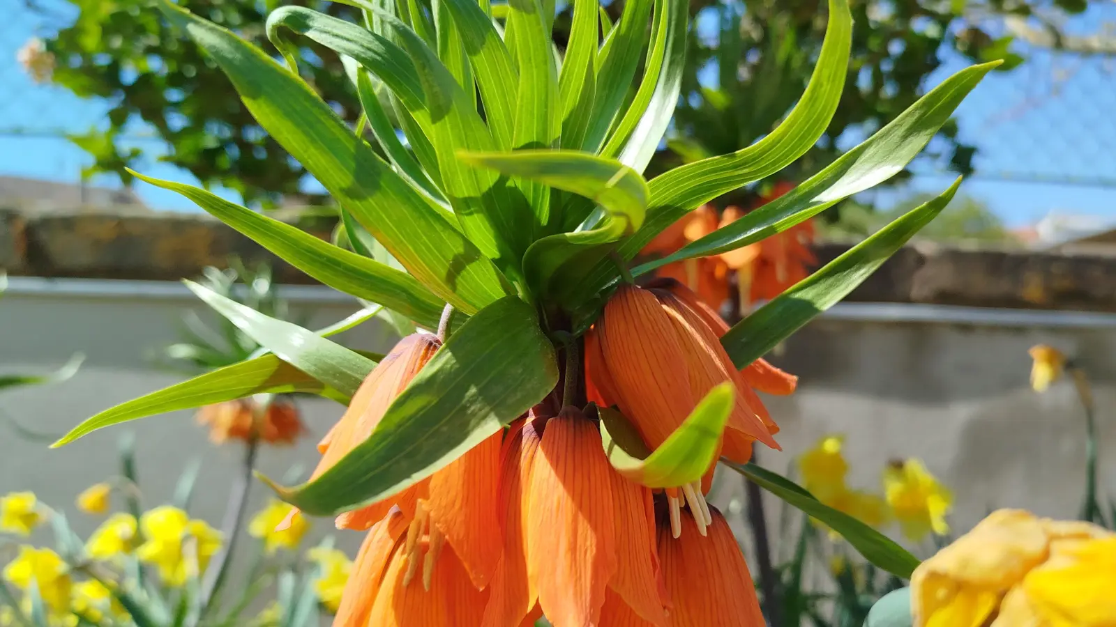 Bunte Vielfalt: Im Mai kann man wieder so richtig Leben und Farbe in den Garten bringen. (Foto: Christian Treffer)