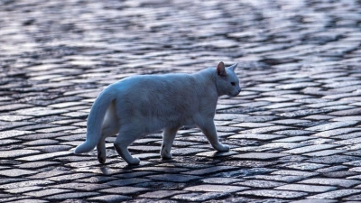 In Großohrenbronn im Landkreis Ansbach hat ein Unbekannter eine Katze mutmaßlich mit einem Luftgewehr beschossen. (Symbolbild: Jens Büttner/dpa-Zentralbild/dpa)