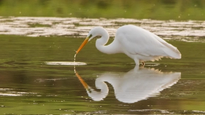 Ins Spiegelbild verguckt - gesehen in Gottesgab (Foto: Johann Schmidt)