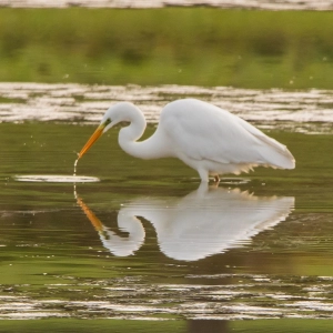 Ins Spiegelbild verguckt - gesehen in Gottesgab (Foto: Johann Schmidt)