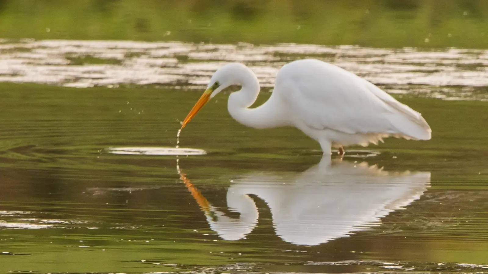 Ins Spiegelbild verguckt - gesehen in Gottesgab (Foto: Johann Schmidt)