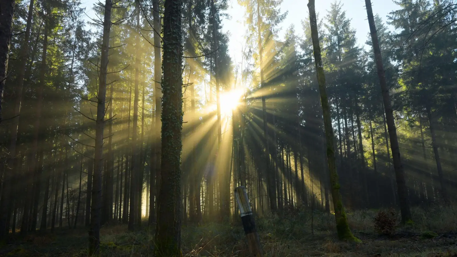 Beim Spazierengehen im Wald ist eine 24-Jährige gestürzt. (Symbolbild)  (Foto: Malin Wunderlich/dpa)