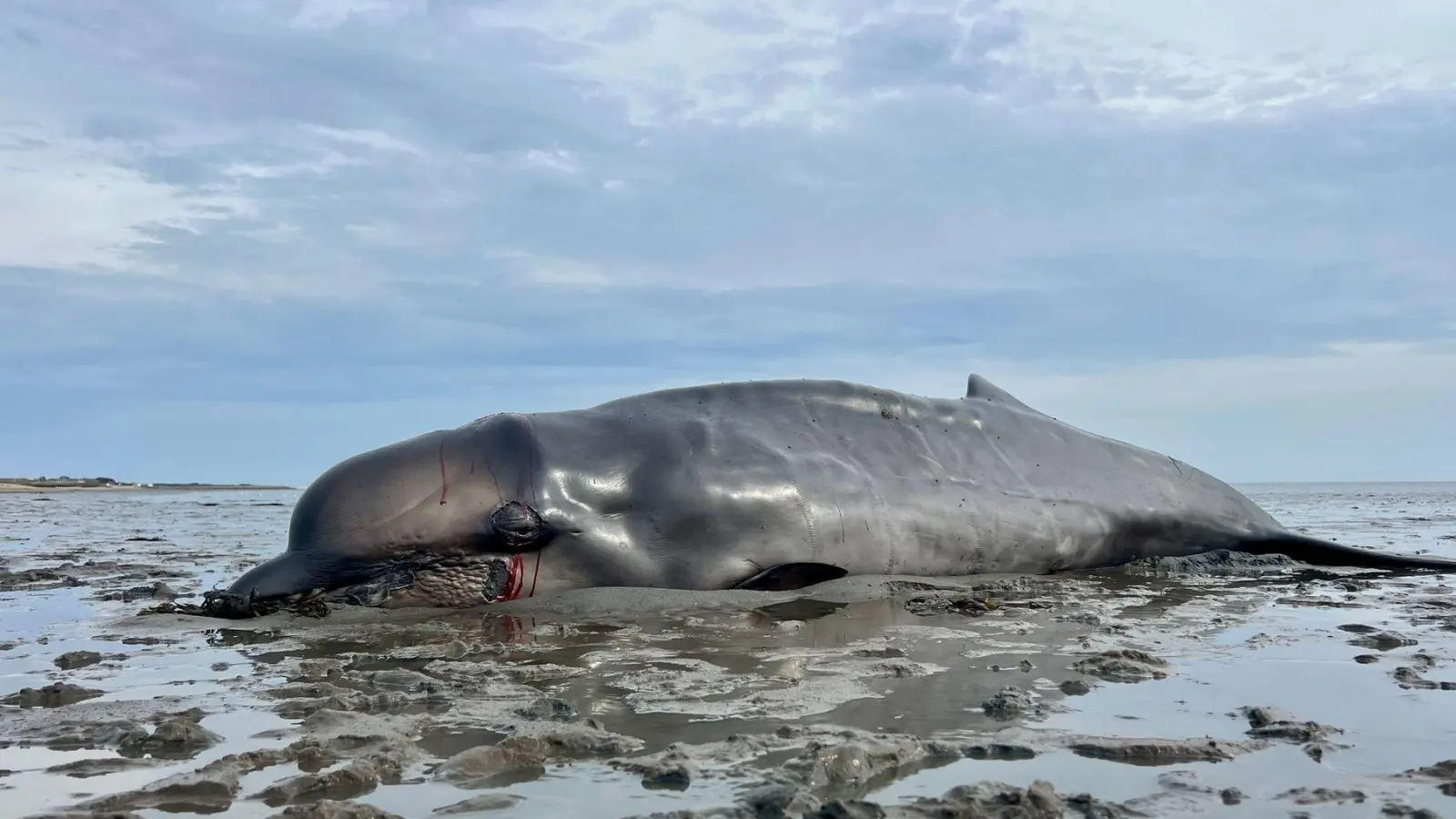Der im Watt gestrandete Schnabelwal war abgemagert.  (Foto: Lea Albert/dpa)