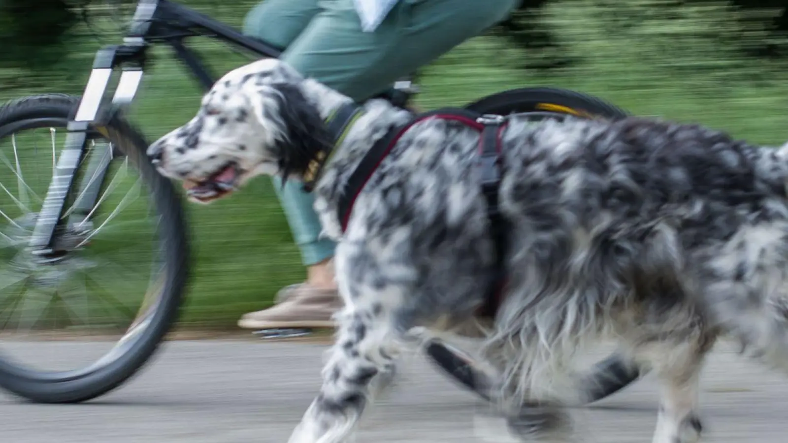 Am besten ist es, Hunde frei neben dem Fahhrad laufen zu lassen. (Foto: Frank Rumpenhorst/dpa-tmn/dpa)