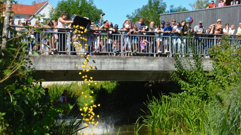 Der Start des Entenrennens: Hier wurden die quietschgelben Tiere an der Heubrücke zu Wasser gelassen.  (Foto: Peter Tippl)