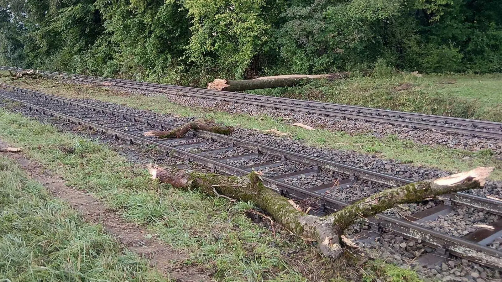 Der Zug war mit hoher Geschwindigkeit unterwegs, als er mit dem Baum zusammenstieß. (Foto: Bundespolizei/dpa)