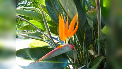 Zur Blütezeit stehen die an Paradiesvögel erinnernden Blüten der Strelitzie ganz im Mittelpunkt der Kübelpflanzen. (Foto: Peter Busch)