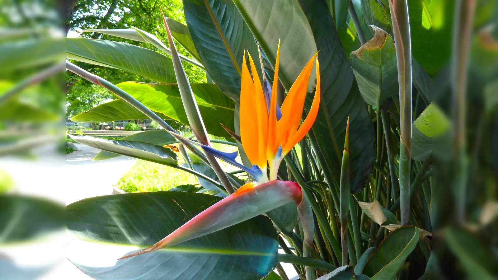 Zur Blütezeit stehen die an Paradiesvögel erinnernden Blüten der Strelitzie ganz im Mittelpunkt der Kübelpflanzen. (Foto: Peter Busch)