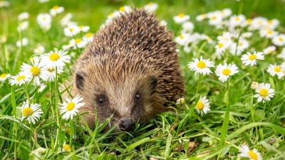 Igel brauchen nicht nur im Herbst Hilfe. (Foto: Anne Coatesy/BN)