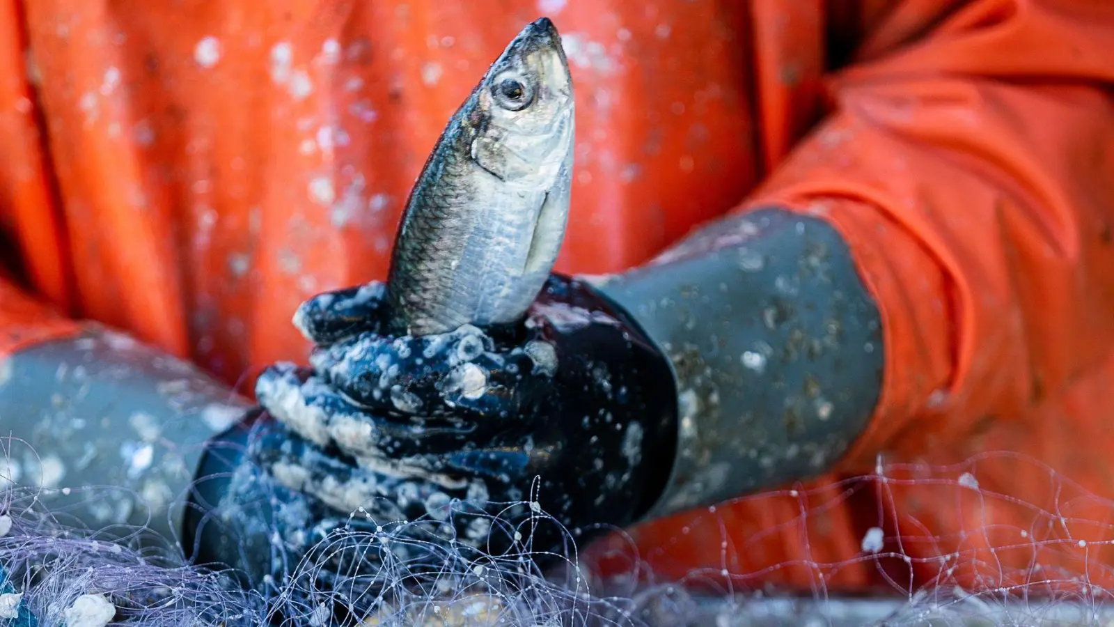 Deutsche Ostseefischer dürfen derzeit mit kleinen Booten und passivem Fanggerät wie Stellnetzen gezielt Heringe fangen. (Archivbild) (Foto: Jens Büttner/dpa-Zentralbild/dpa)