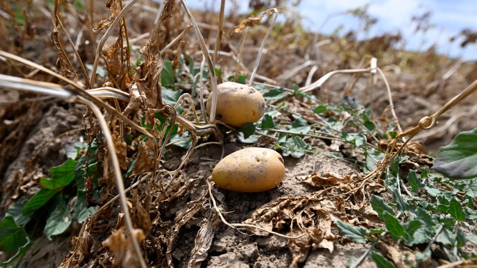 Ernte in Deutschland: Landwirte erwarten dickes Minus wegen extremer Trockenheit. (Archivbild) (Foto: Roberto Pfeil/dpa)