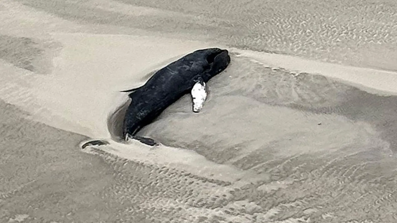 Experten des Nationalparks gehen anhand der Luftaufnahme davon aus, dass es sich bei dem Tier um einen toten Buckelwal handelt. (Foto: -/Citynewstv/dpa)