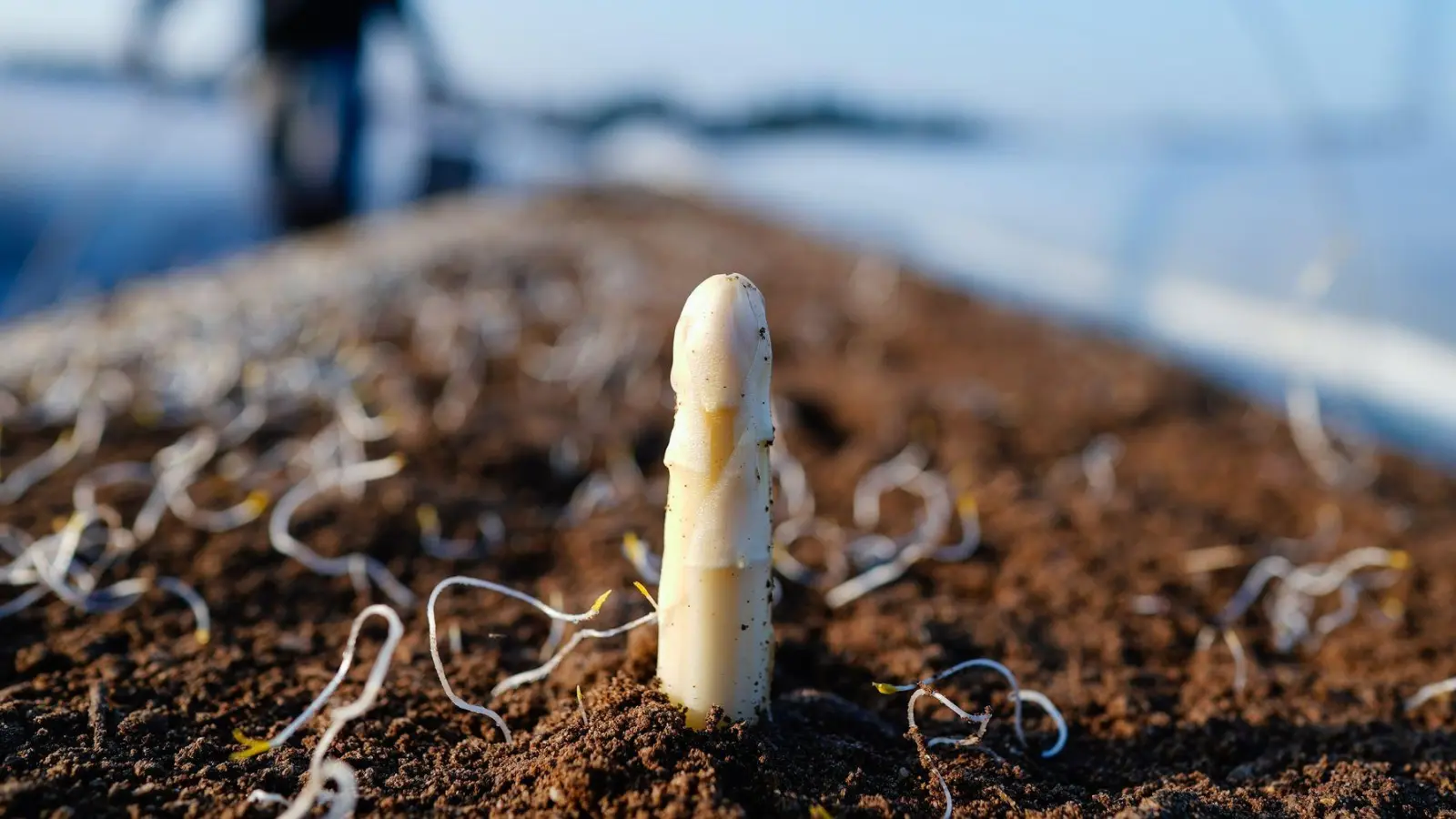 Die Spargelsaison beginnt laut dem Verband Süddeutscher Spargel- und Erdbeeranbauer in Baden-Württemberg Mitte März. (Archivbild) (Foto: Uwe Anspach/dpa)