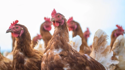 Einer Studie zufolge profitieren Hühner von menschlichen Berührungen. (Symbolbild) (Foto: Klaus-Dietmar Gabbert/dpa)