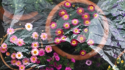 Für eine frostige Nacht lassen sich Topfpflanzen noch mal warm einpacken. (Foto: Karl-Josef Hildenbrand/dpa/dpa-tmn)