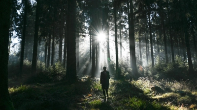 Gefahr durch Totholz: Bereits bei mäßigem Wind kann es zu herabfallenden Ästen oder umstürzenden Bäumen kommen.  (Foto: Arne Dedert/dpa/dpa-tmn)