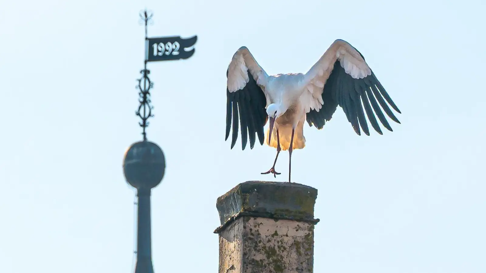 Störche, wie hier in Neuhof/Zenn, gehören längst wieder zum Naturalltag in Franken. (Foto: Mirko Fryska)