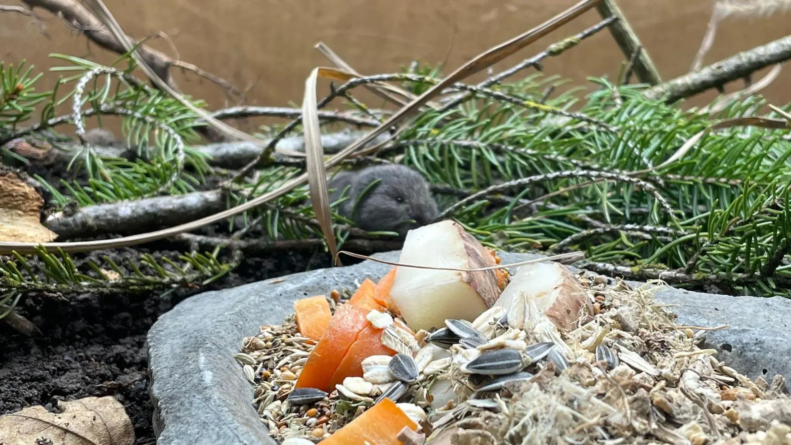 Die Geburt des Jungtiers feiert der Tierpark als Zuchterfolg.  (Foto: Tierpark Hellabrunn/dpa)