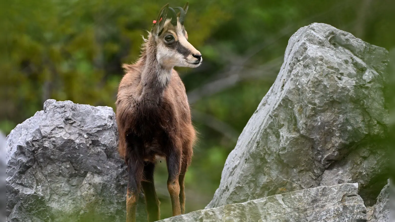 Gämsen sind ein Symboltier der Alpen. (Archivfoto) (Foto: Angelika Warmuth/dpa)