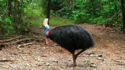 Helmkasuare sind die drittgrößten Vögel der Welt. (Archivbild) (Foto: Wilson Ring/AP/dpa)