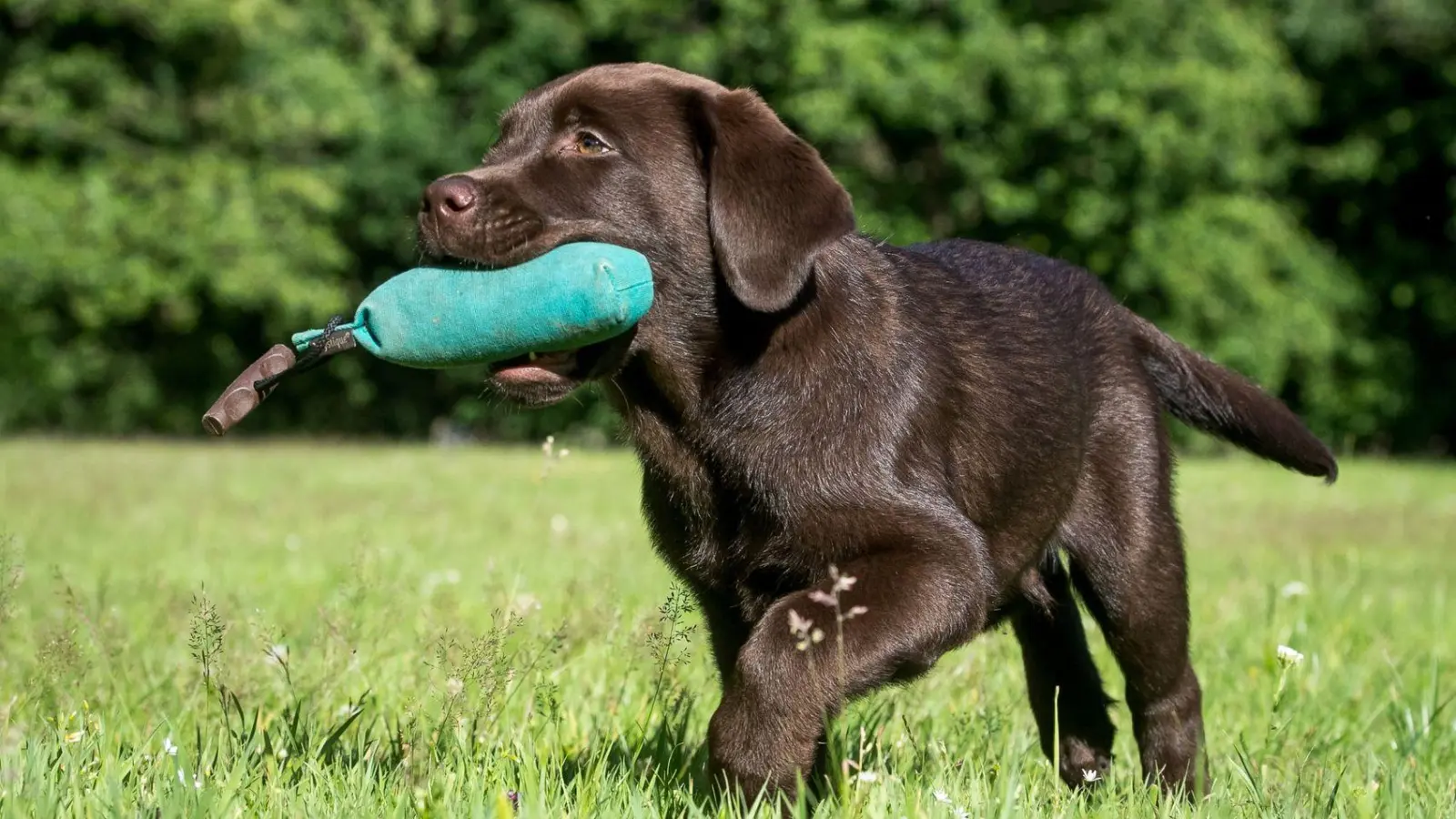 Früh übt sich: Bei Labradoren bietet sich von klein auf das Apportier-Spiel an. (Foto: Benjamin Nolte/dpa-tmn)