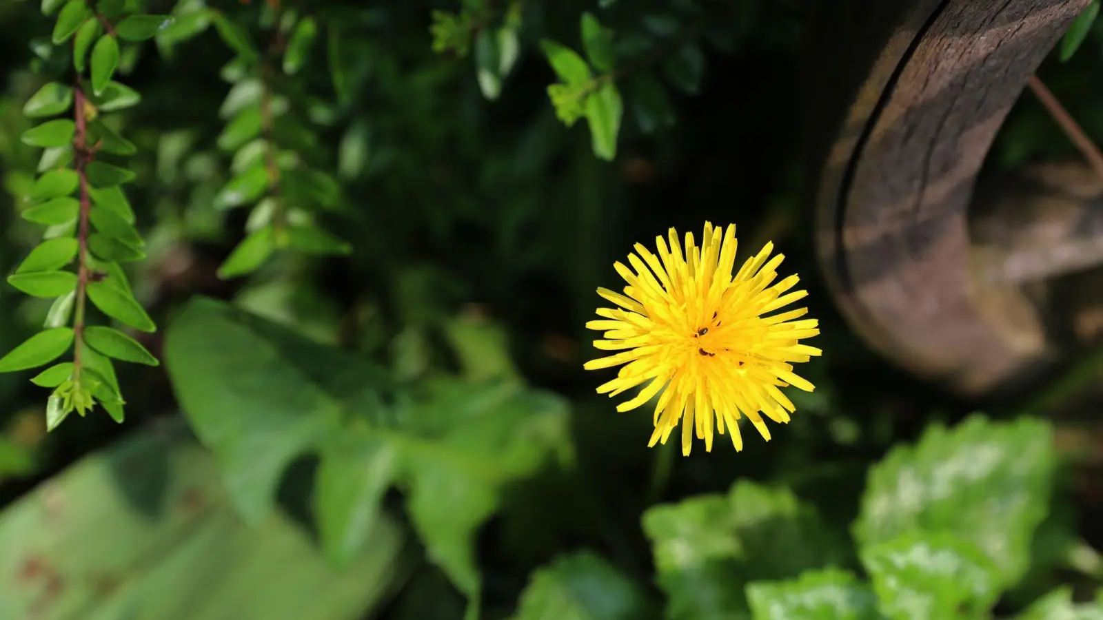 Unterschätzte Wildpflanze: Löwenzahn wird oft als Unkraut verkannt, ist jedoch ein wertvoller Beitrag für die Natur und ein Hingucker im Garten. (Foto: Mascha Brichta/dpa-tmn)