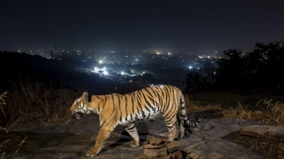 Ein Tiger bewegt sich außerhalb der indischen Stadt Bhopal. (Foto: Yashpal Rathore/Science/dpa)