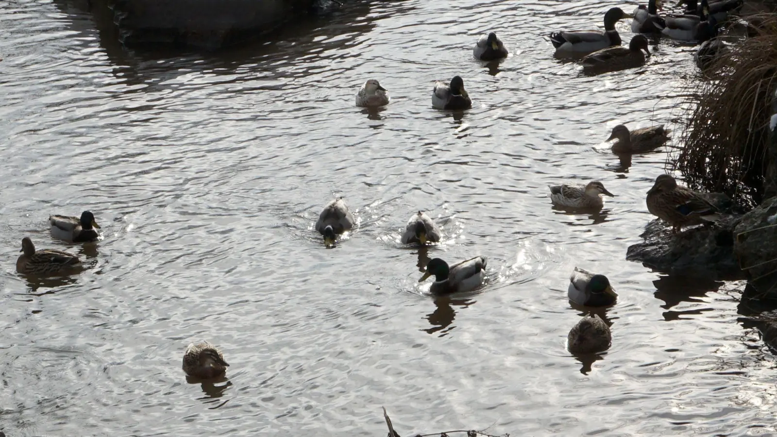 Im Stelzenbach in der Ortsmitte von Wilhermsdorf schwimmen jede Menge Enten. Nun wurden zwei tote Enten mit Schusswunden aufgefunden. (Foto: Heinz Wraneschitz)