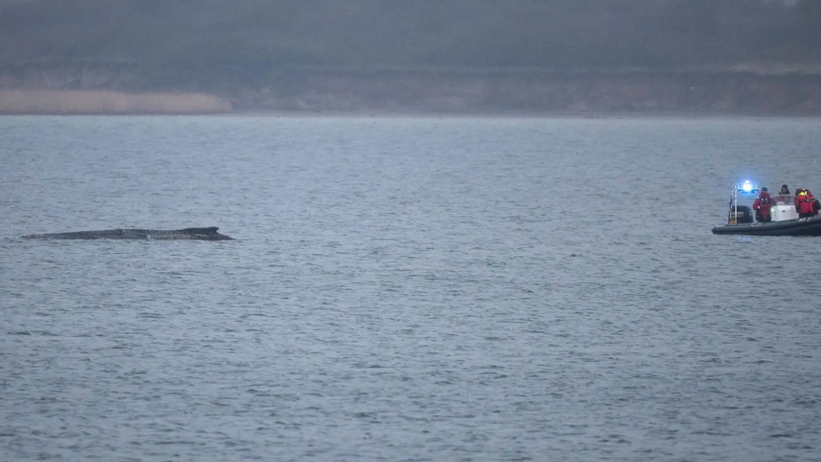Auch am Montag lag der Buckelwal noch in der Wismarbucht. (Foto: Philip Dulian/dpa)