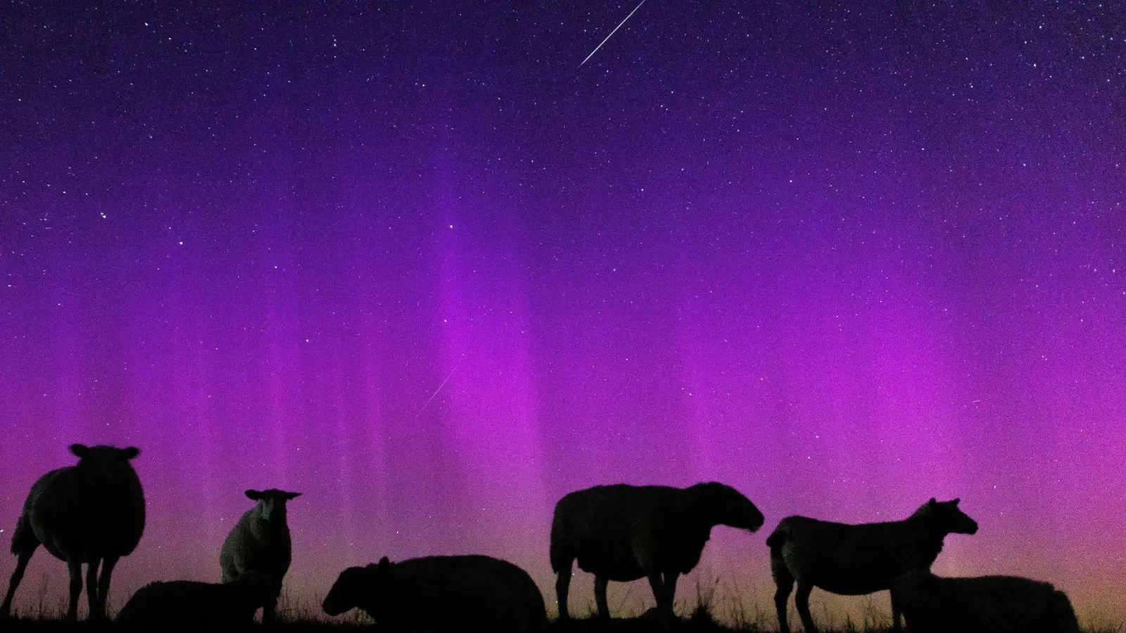 Schafe stehen auf einem Deich zur Nordsee in Ostfriesland unter Polarlichtern, während eine  Sternschnuppe am Nachthimmmel verglüht. (Foto: Matthias Balk/dpa)