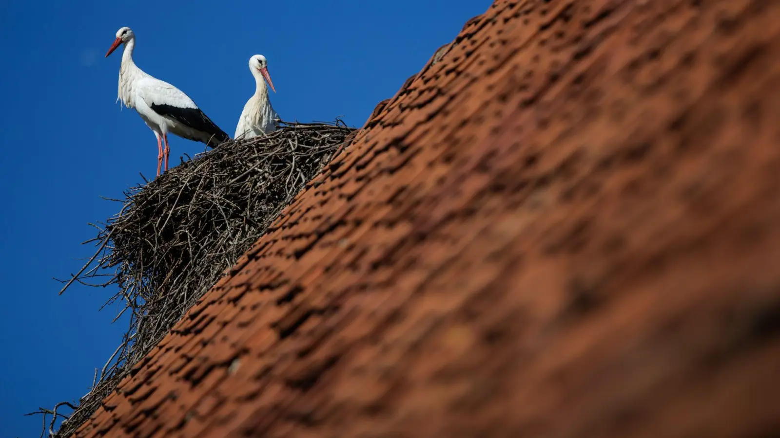 Ein Weißstorch-Paar steht bei blauem Himmel in seinem Horst. Petershagen im Kreis Minden-Lübbecke gilt mit seinen zahlreichen Horsten als Storchenhauptstadt von Nordrhein-Westfalen. (Foto: David Ebener/dpa)