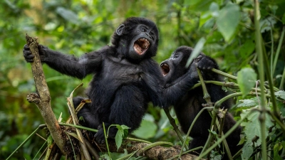Bei den Berggorillas haben Artenschutz-Maßnahmen Wirkung gezeigt. (Foto: Uncredited/AP/dpa)