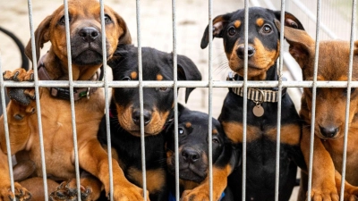 Viele deutsche Tierheime sind überfüllt, manche haben sogar einen Aufnahmestopp verhängt. (Foto: Sina Schuldt/dpa)