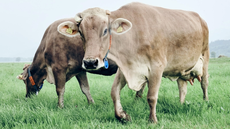 Technik um den Hals: Die Rinder tragen Aktivitätssensoren am Halsband. Damit lassen sich viele Parameter erfassen, die Informationen zur Gesundheit des Tiers liefern. (Foto: Christiane Pietsch)