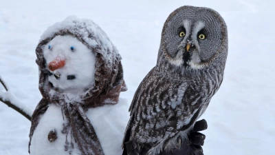 Im Vogelpark in Marlow hat sich der Bartkauz „Emilia“ auf einem Schneemann niedergelassen, den die Tierpfleger für die Vögel gemacht haben.  (Foto: Bernd Wüstneck/dpa)