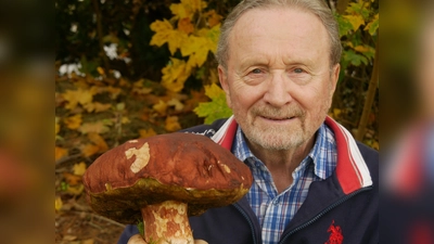 Fast ein Kilo brachte dieser Steinpilz nach der Ernte auf die Waage. So etwas ist Hermann Klein in mindestens 60 Jahren In-die-Pfiffer-Gehen noch nicht untergekommen. (Foto: Ulli Ganter)