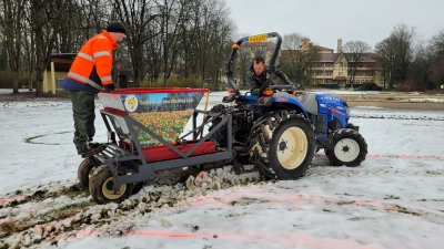 Theo de Vries (rechts) fährt den Kleintraktor über eine Wiese im Kurpark, der die Pflanzmaschine mit den Blumenzwiebeln zieht. (Foto: Nina Daebel)