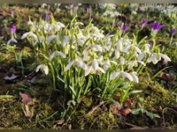Der Frühling kann kommen - gesehen in Neustadt (Foto: Rosi Neuner-Ramming)