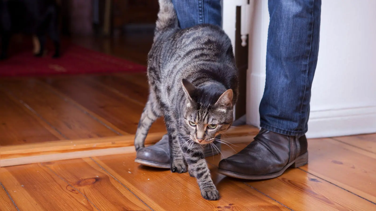 Katzen reden leise – aber deutlich: An den Beinen reiben, Kopf anstupsen: Das ist ihr Signal für Nähe und Zugehörigkeit. (Foto: Silvia Marks/dpa Themendienst/dpa-tmn)