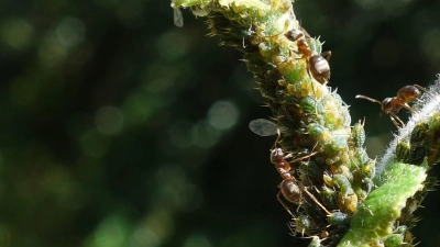 Ameisen melken Blattläuse und ernähren sich von ihren Ausscheidungen, dem Honigtau. (Foto: Tomer Czaczke/dpa)
