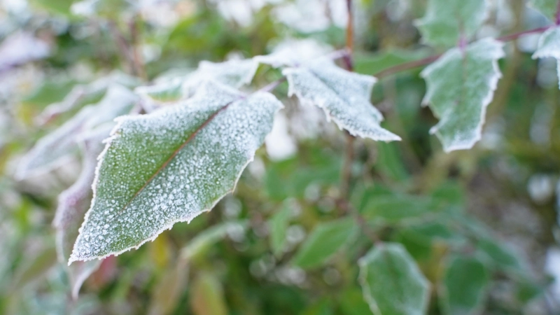 Achtung, es könnte frieren: der Deutsche Wetterdienst warnt in diesem Herbst erstmals vor Nachtfrost. (Foto: Simone Hedler)