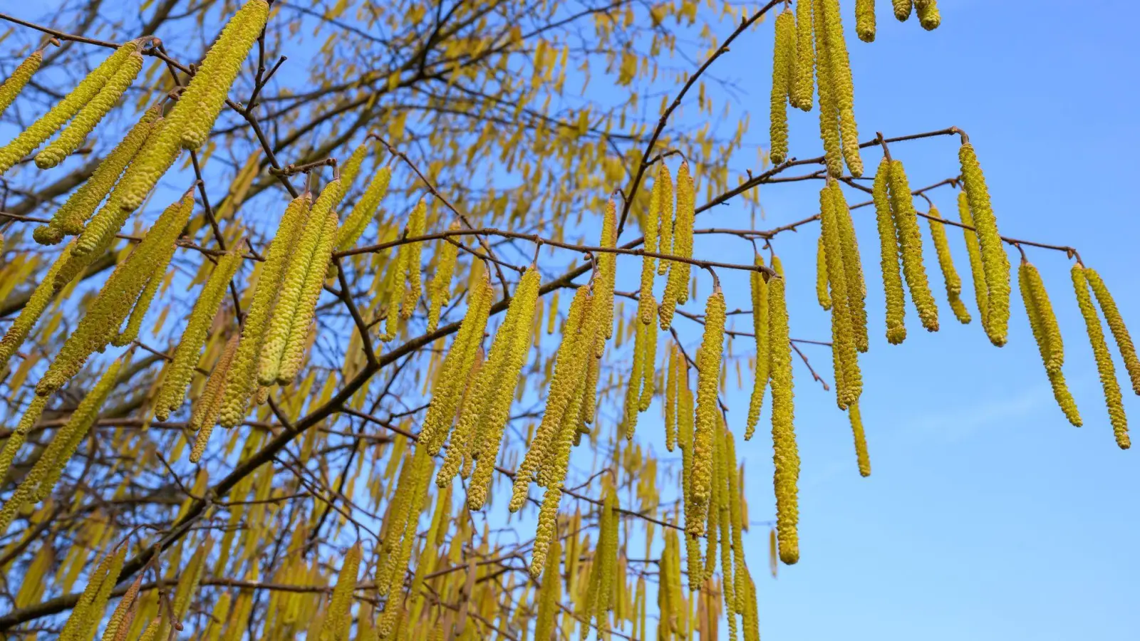Pollen sind die häufigsten Auslöser allergischer Atemwegserkrankungen. (Foto: Patrick Pleul/dpa)
