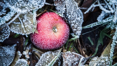 Überbleibsel: Wer im Herbst etwas Fallobst liegenlässt, schenkt etwa Gartenvögeln eine wertvolle Nahrungsquelle. (Foto: Christin Klose/dpa-tmn)
