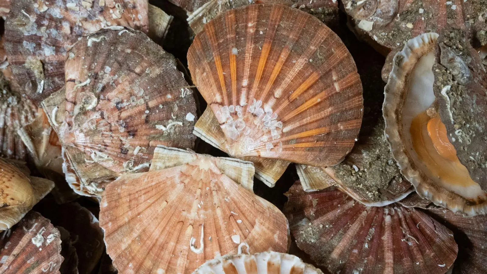 Jakobsmuscheln können bis zu 15 Zentimeter groß werden, haben flache, rötlich-braune Schalen mit strahlenförmigen Rippen sowie zwei „Ohren“, die symmetrisch rechts und links von der Schale abstehen.  (Foto: Andreas Drouve/dpa-tmn)