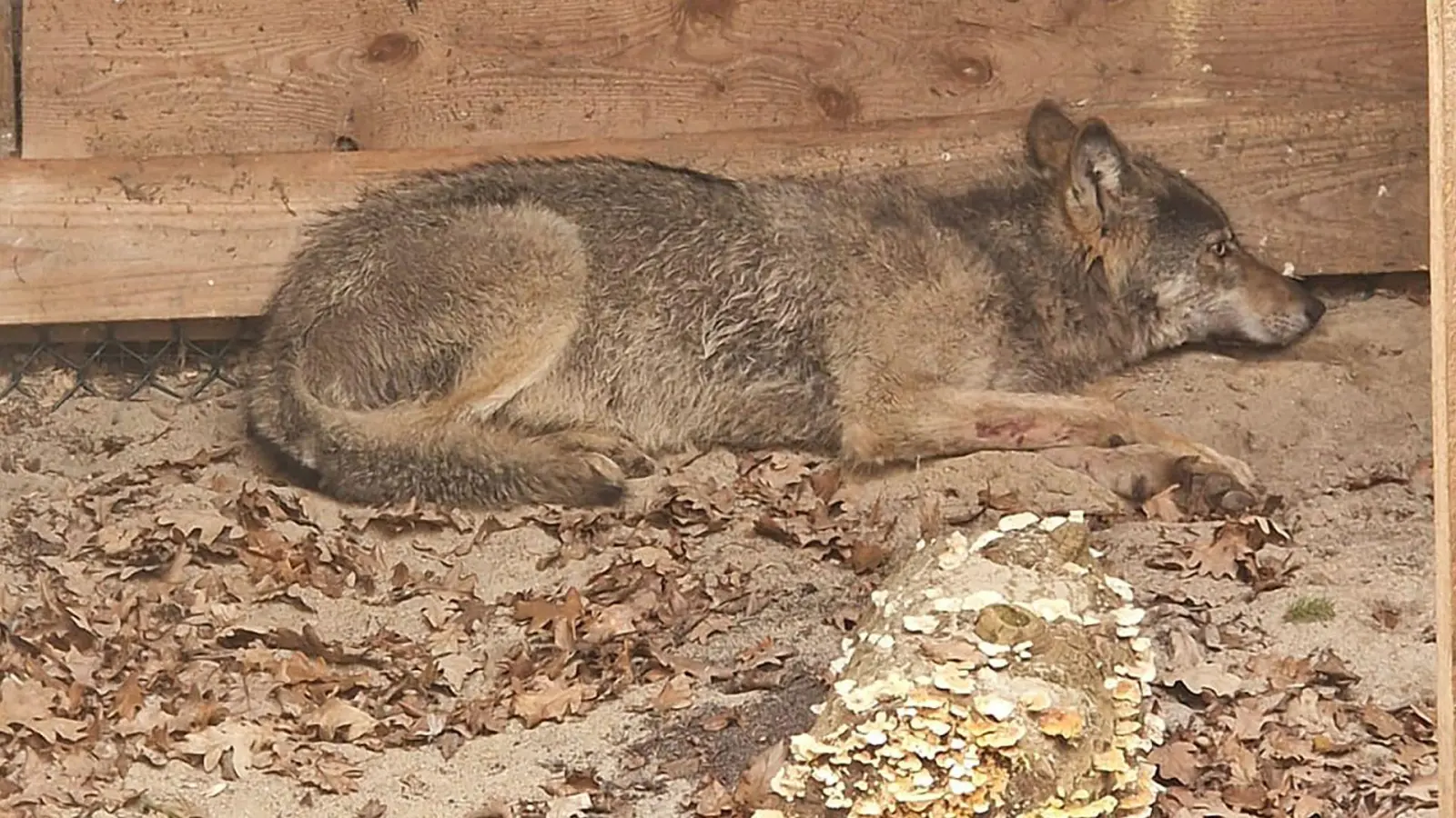 Der vor einer Woche mitten in Hamburg eingefangene Wolf ist wieder frei. Er sei am Ostersonntag ausgewildert worden, teilte die Umweltbehörde mit. (Foto Handout) (Foto: Umweltbehörde Hamburg/dpa)